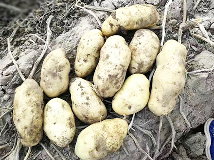 薯豐7號薯種
