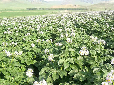 薯豐10號(hào)種植