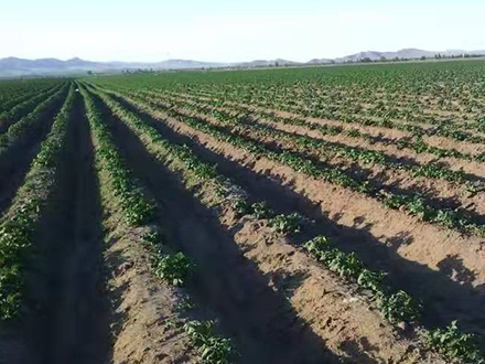 實(shí)驗(yàn)田