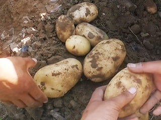 實(shí)驗(yàn)田產(chǎn)品