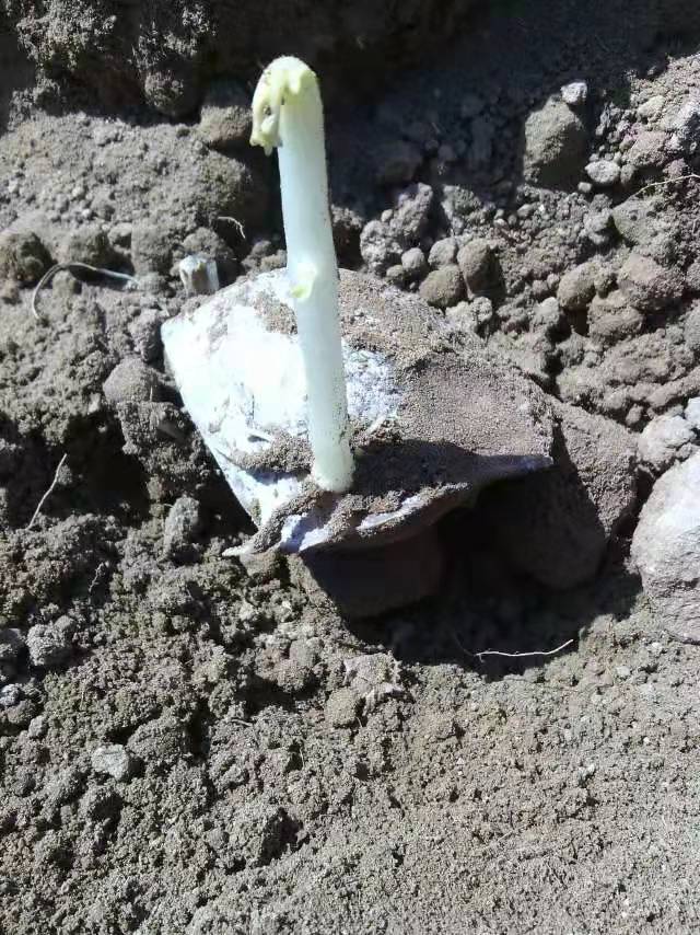 馬鈴薯催芽有什么好處？