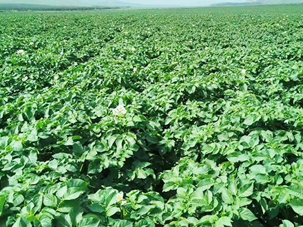 馬鈴薯種植為什么不用種子培育而是塊莖？