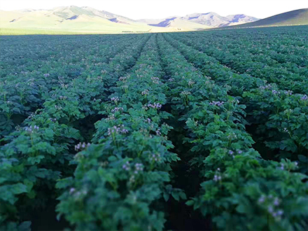 如何保證馬鈴薯快速出苗，發(fā)芽健壯呢？